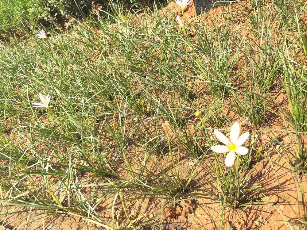 電廠花開時,奮斗自成章